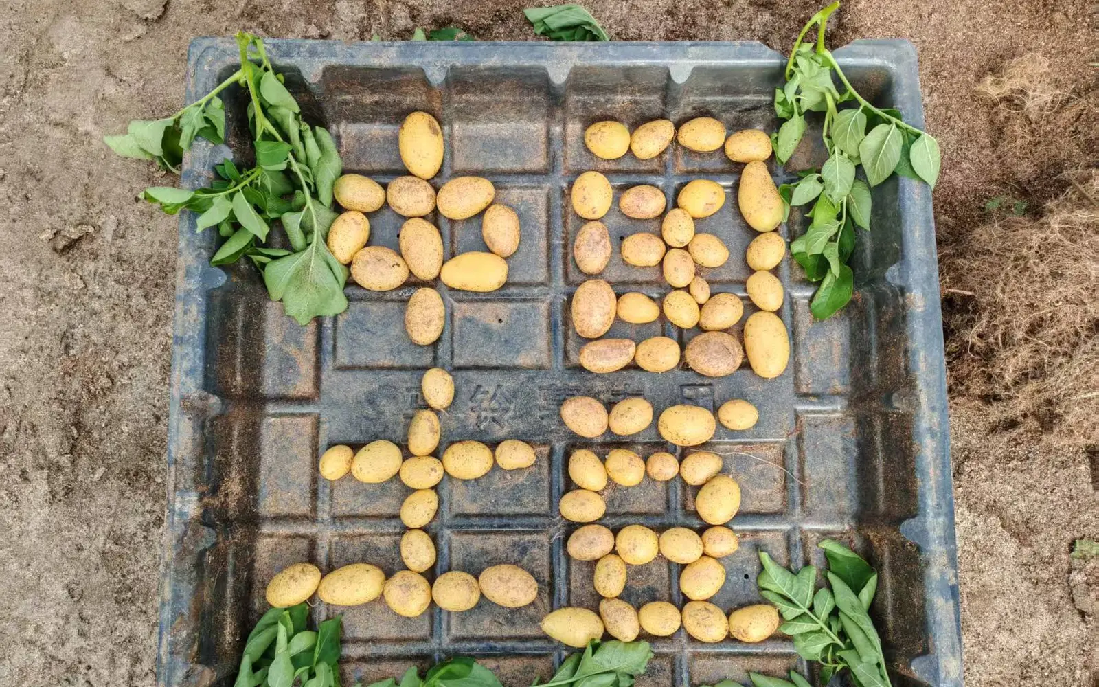 Certified seed potatoes arranged for field grading