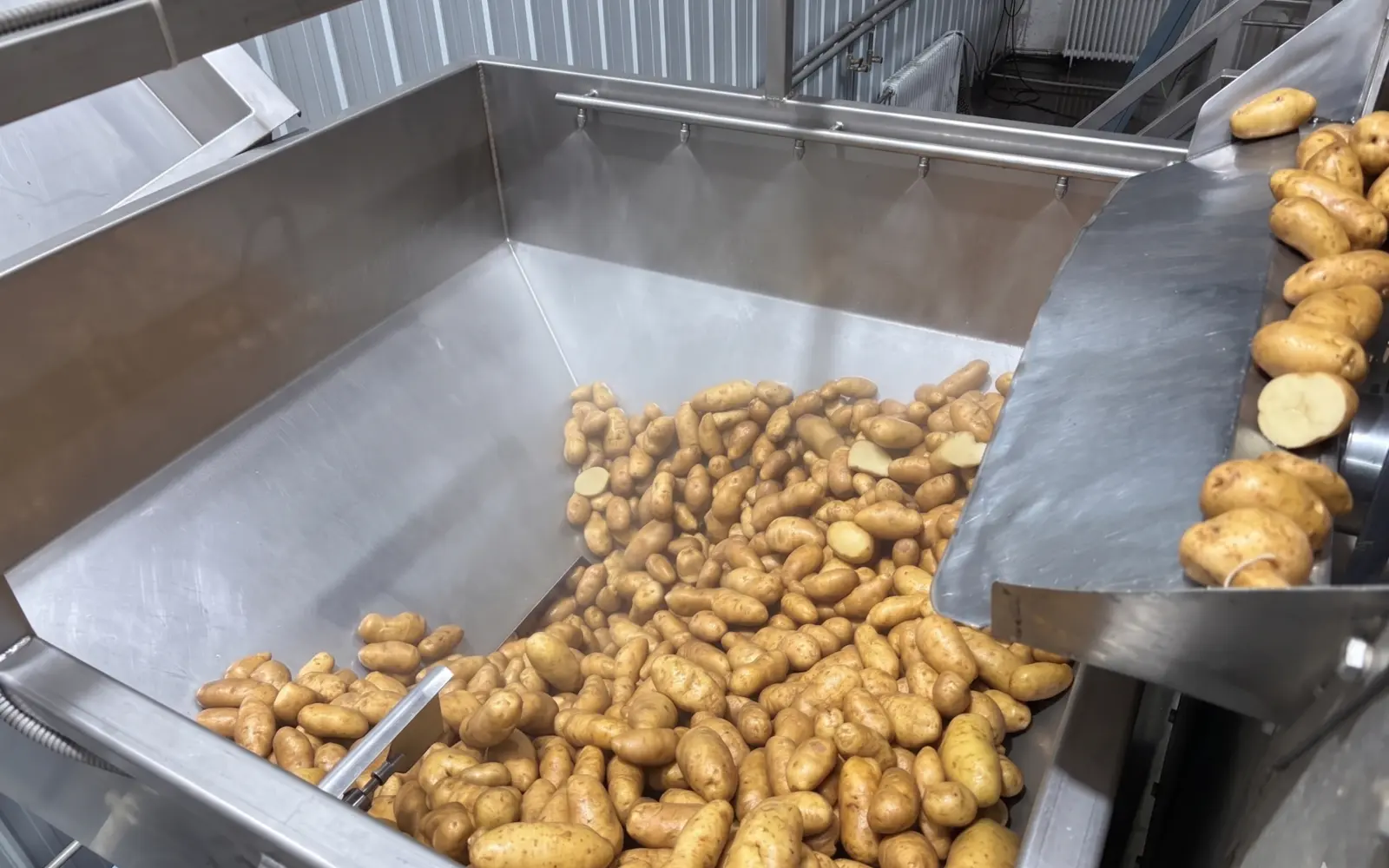 Fresh potatoes entering the ingredient production line