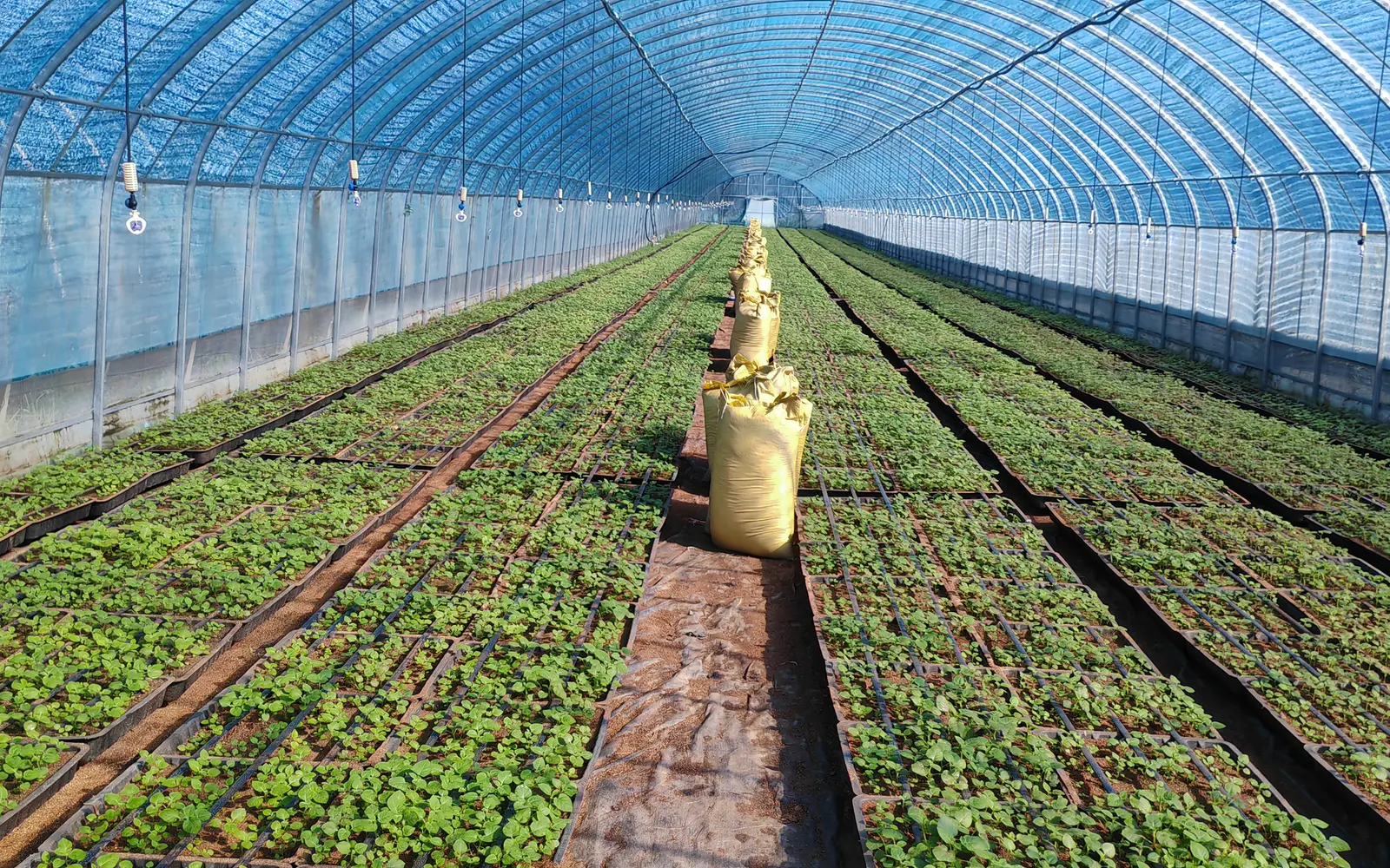 Seed potato seedlings growing in a controlled greenhouse