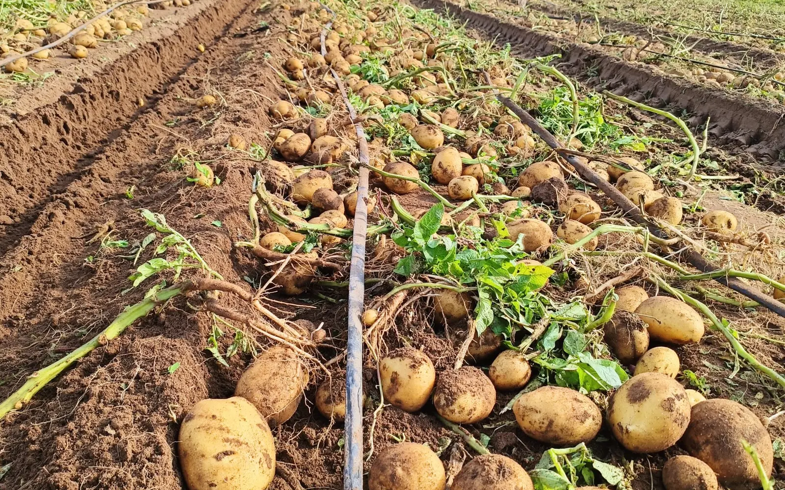 Mechanized seed potato harvest in the field