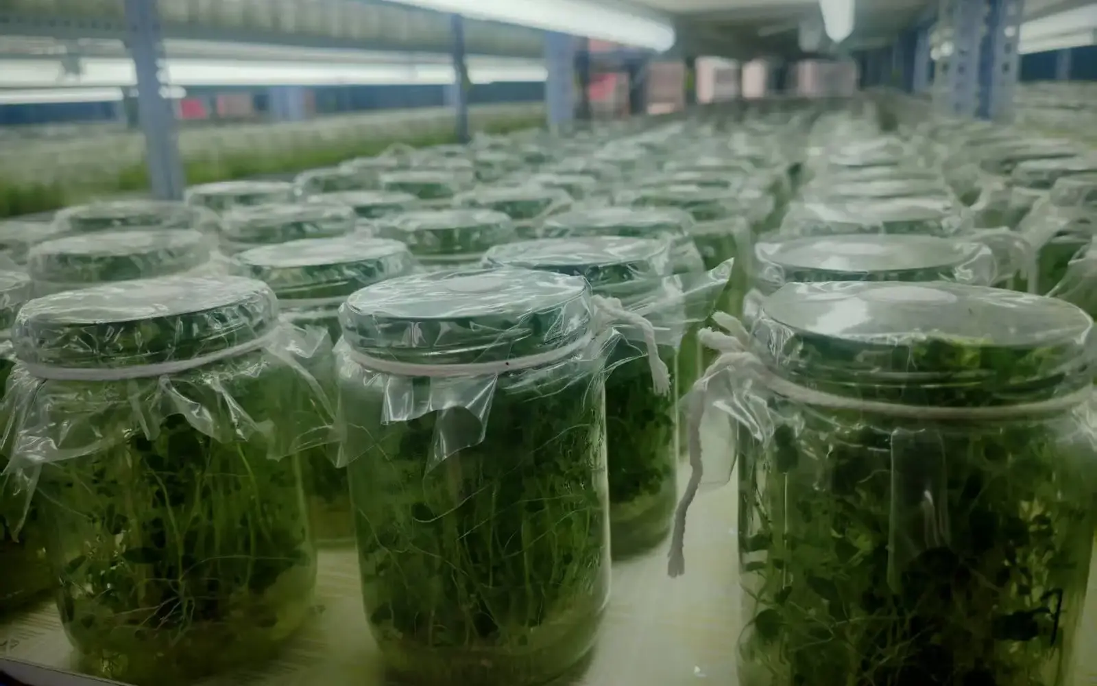 Virus-free potato tissue culture seedlings in propagation jars