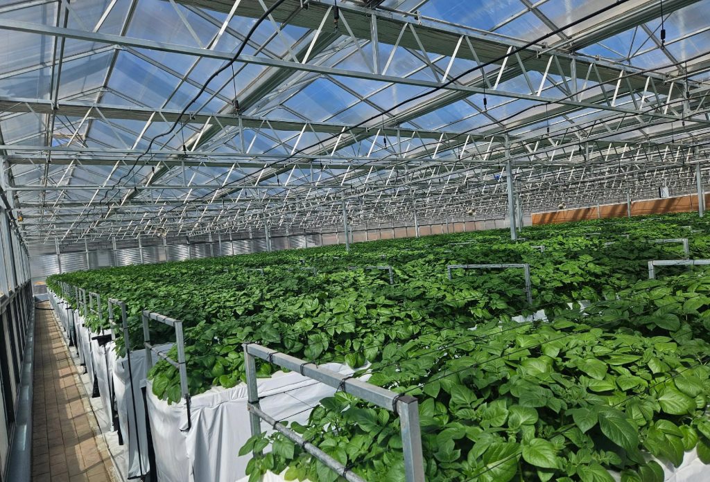 Seed potatoes, from a healthy start