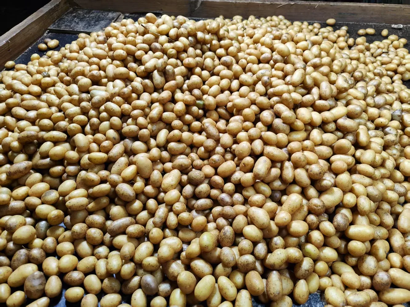 Minitubers & seed potatoes